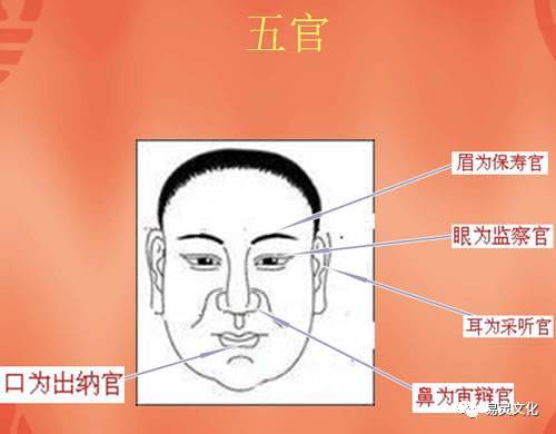 两个耳朵不对称相学_耳朵相学图解类型_痣相学图解