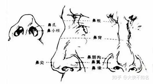 人物头像比例结构是什么意思？看完惊呆了！