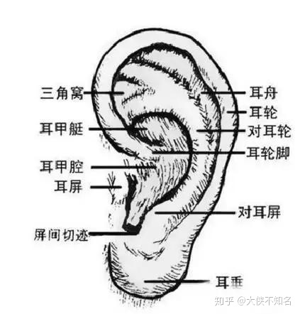 人物头像比例结构是什么意思？看完惊呆了！