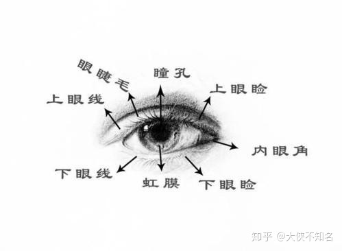 人物头像比例结构是什么意思？看完惊呆了！