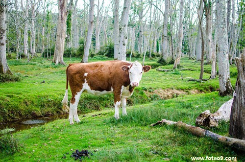 解梦风水堂：梦见牛被打死的梦境