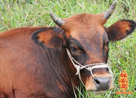 解梦风水堂：梦见牛被打死的梦境