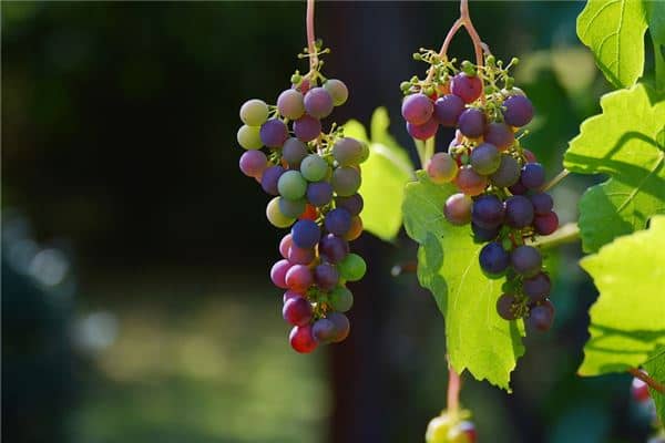 美梦：吃葡萄的含义是什么？