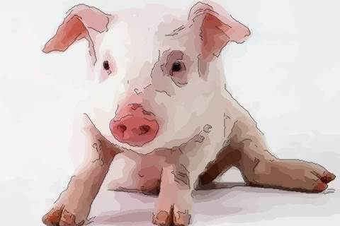 属猪的几月出生最好命，有你吗？