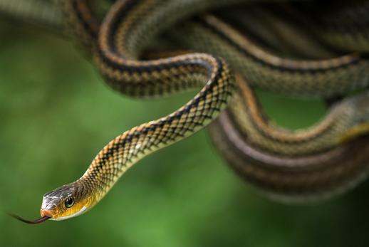 属蛇的几月出生最好命的农历有哪些？