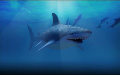 梦见鲨鱼代表什么？解读鲨鱼在梦中的象征意义